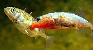 Эликсир молодости Зюганова