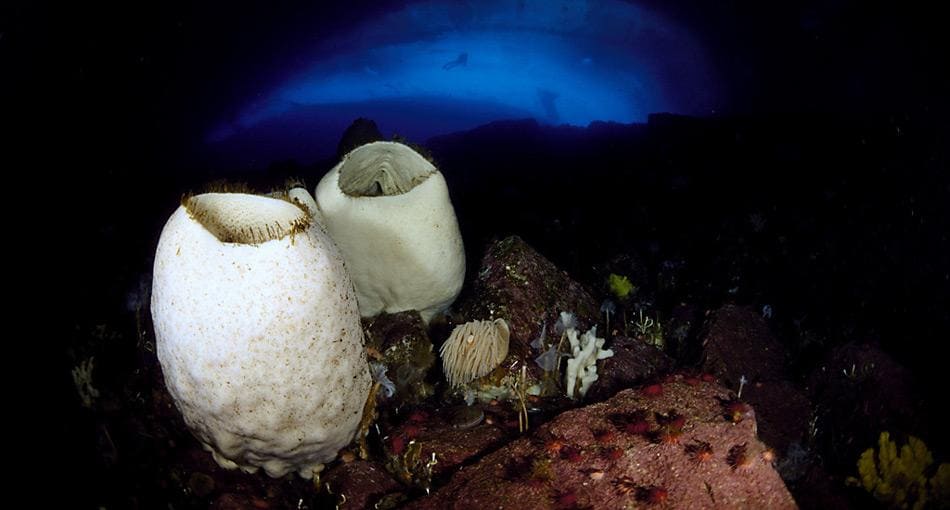 Scolymastra joubini