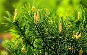 Золотой эликсир Ефимова